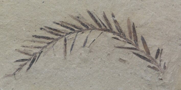Metasequoia (Dawn Redwood) Fossil - Montana #41419